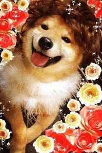 柴犬才是表情包的鼻祖,哈士奇也得服