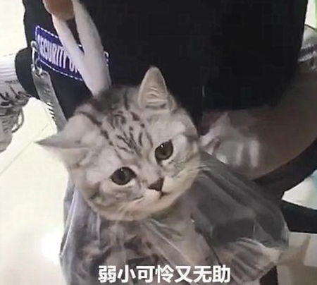男子去逛超市,却被员工拦住,你塑料袋里怎么多了一只猫