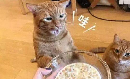 橘猫风靡一时,到底要不要养养了3年,这些不吐不快