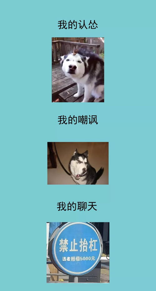 我的2019年终总结,活成了一套表情包