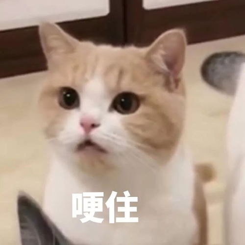 孙莉复出18岁与黄磊师生恋当主妇12年,男方却传出轨张钧甯刘若英,她不忍了