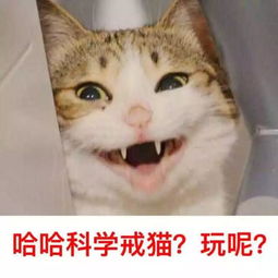 如何科学地戒猫