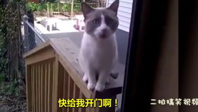 这只猫成精了各种表情包,有没有人来管管它,实在太可爱了