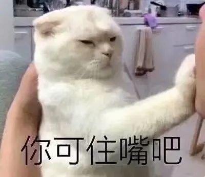 猫猫表情包看起来大脑一片空白,实际上大脑真的一片空白