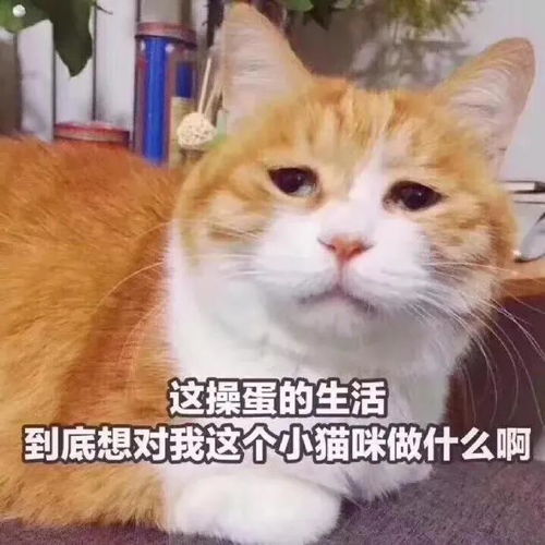 和神兽陪伴的每一天都是宅斗戏