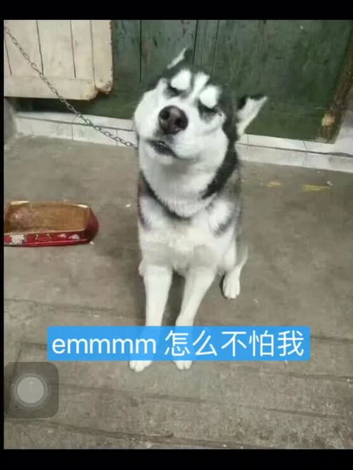 二哈的表情包从未让我失望过