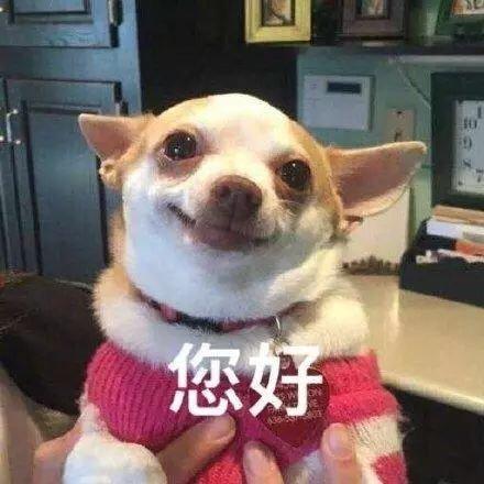 吉娃娃表情包