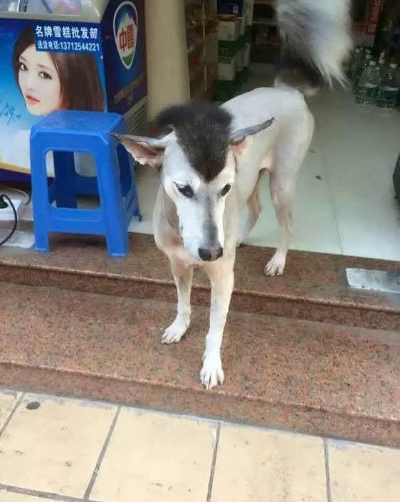 曾经很帅如今颜值跌落谷底是什么感受看了这只哈士奇就明白了