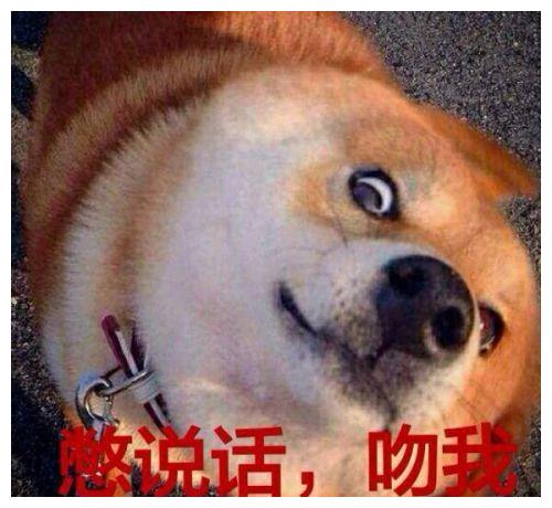 狗狗搞笑表情包来了不打算让自己可爱点吗教你转成微信表情包