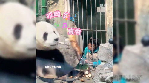 熊猫美滋滋吃饭饭,饲养员弱小无助地陪同在侧