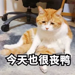 英国礼仪专家手把手教你如何写好一封邮件,简单实用
