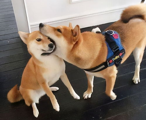 在这五大时期,柴犬掉毛非常厉害,经历过的人都懂
