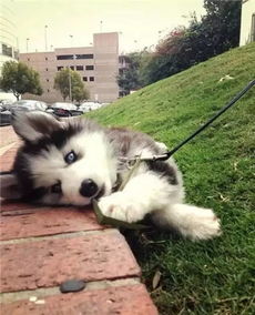 柴犬vs哈士奇,论养了只表情包是什么感觉