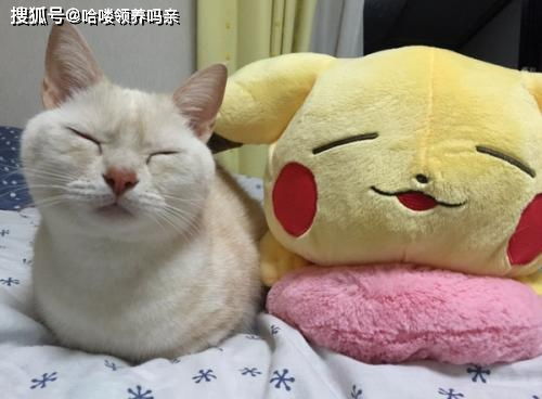 没有一只猫能拒绝床的诱惑,但是一地猫毛,铲屎官该让猫咪上床吗