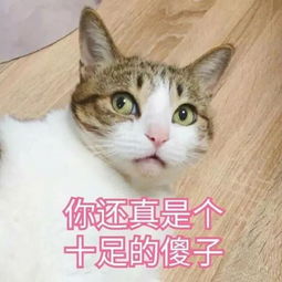 表情包丨来一组超萌的猫咪表情