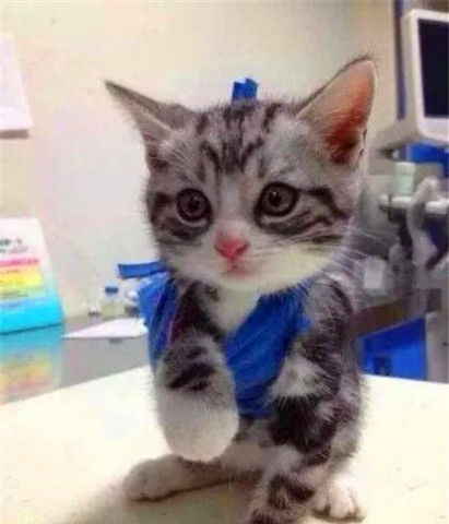 小猫贪玩把爪子弄骨折,医生为其打绷带后,脸上表情萌翻了