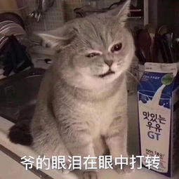 近期斗图表情包精选201974
