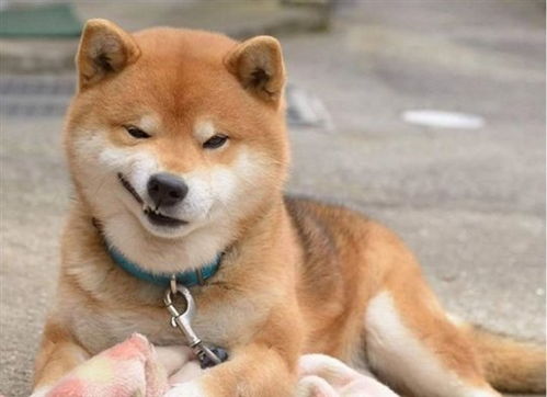 世上表情最丰富的柴犬没有人能抵挡它的可爱