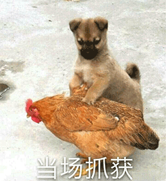 每天吃鸡的你,能想象到有多少人被鸡吓哭吗
