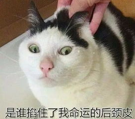 日常吸猫系列表情包,废猫扶不上墙