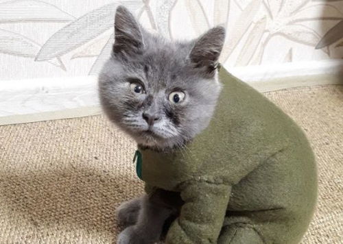 天生自带表情包的猫猫表情夸张每张都能成为迷惑图