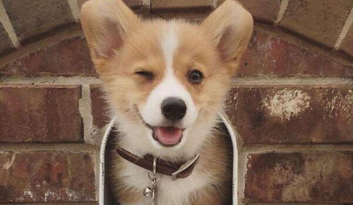 家里的柴犬到底去哪了听完我的解释,你知道答案了吗