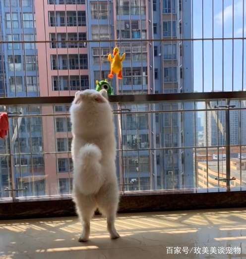主人把狗子玩具洗了,萨摩耶在阳台等一天,狗子你居然会上天