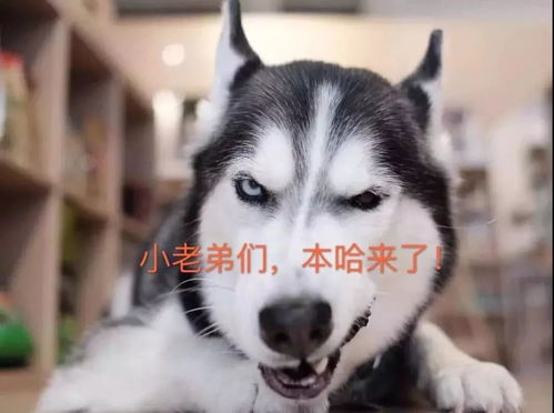 哈士奇既要好看的皮囊又要有趣的灵魂,做狗子好难