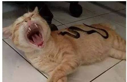 猫咪睡觉时,主人将一条蛇放在了它身上,猫咪的表情让人大笑起来