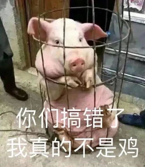 一组非常有趣的表情包你喜欢老子吗不,我更爱墨子