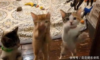 猫咪们被门困住,结果是铲屎官的你有本事养猫咪,没本事开门呐