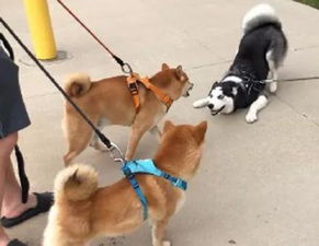 哈士奇跟柴犬怼上了,看着这两货的表情能笑一整天