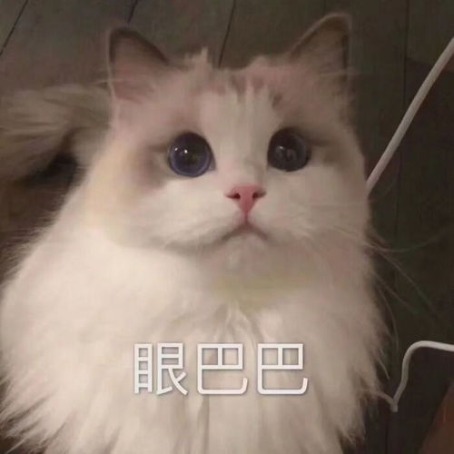 给你我的小心心表情包猫咪