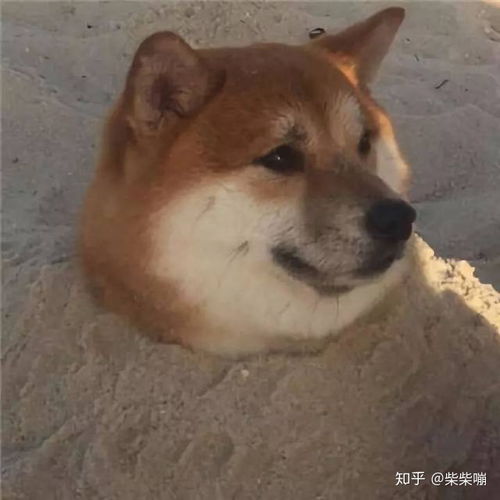 北京柴犬价格北京去哪里买柴犬