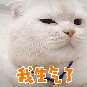 精选萌宠gif表情包做个孤独的舔狗,弱小可怜且无助