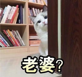 新版全是猫表情包来了,哈哈太逗了