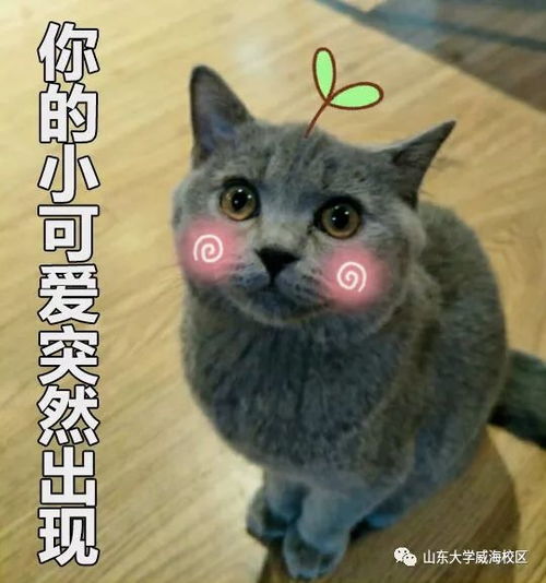 山威表情包之猫猫狗狗