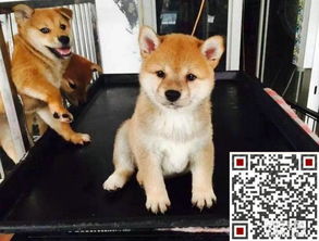 纯种日系柴犬可视频看疫苗驱虫均做齐欢迎上门挑