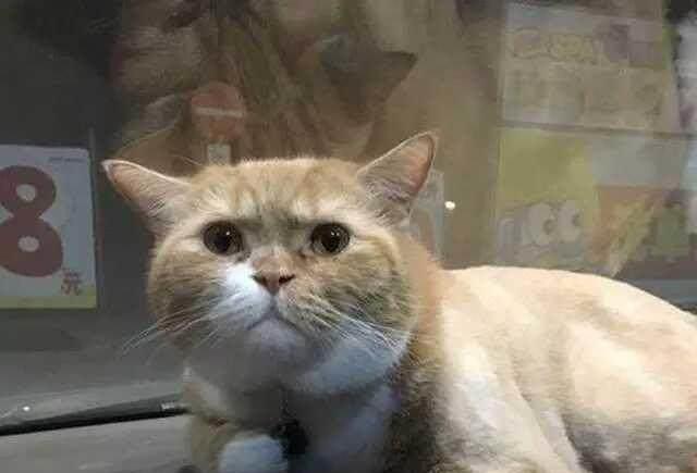 橘猫看到主人掏钱,居然开始流眼泪大哭