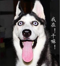 新手适合养哈士奇吗,新手要怎么养好哈士奇