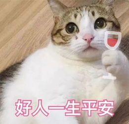 全新猫咪表情包,快快收藏