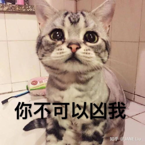 有没有猫咪表情包