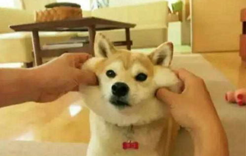 铲屎官算计自家狗狗,竟如此花式虐狗,柴犬表情笑翻网友