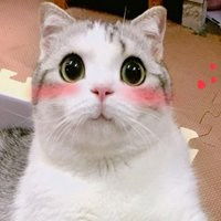可爱猫咪卖萌表情包微信头像图片大全