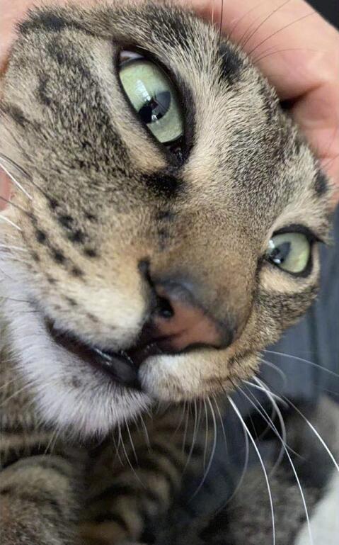 太无聊杨幂宅家扳宠物猫头强迫拍照,网友吓坏干嘛这么对它