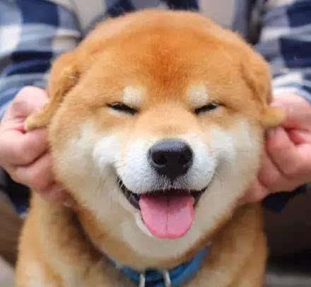 研究证明,母犬比公犬更聪明那我可真不敢养母哈士奇了