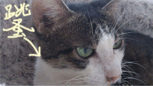 旺滴静猫咪身上有跳蚤怎么处理有跳蚤的几种表现
