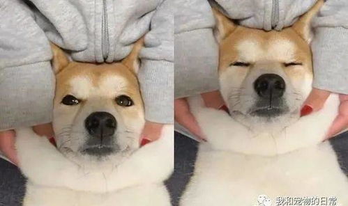 柴犬任由主人揉捏,这q弹手感令人融化