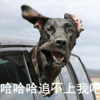 哈哈哈追不上我吧表情包微信头像图片大全