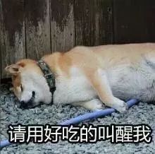 实用狗年表情包准备好了没